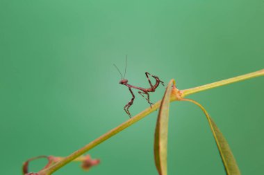 Açık yeşil arka planı olan bir bitkinin üzerinde küçük bir peygamberdevesi..