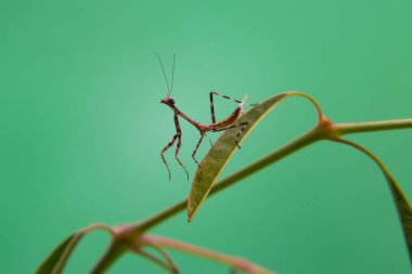 Açık yeşil arka planı olan bir bitkinin üzerinde küçük bir peygamberdevesi..