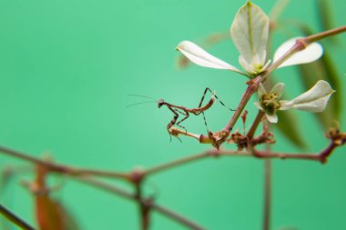 Açık yeşil arka planı olan bir bitkinin üzerinde küçük bir peygamberdevesi..