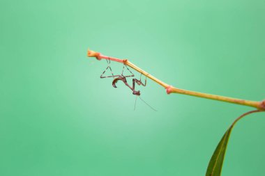 Açık yeşil arka planı olan bir bitkinin üzerinde küçük bir peygamberdevesi..