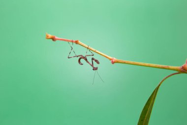 Açık yeşil arka planı olan bir bitkinin üzerinde küçük bir peygamberdevesi..