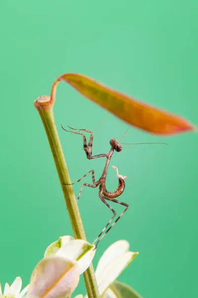 Eine Kleine Gottesanbeterin Auf Einer Pflanze Mit Hellgrünem Hintergrund — Stockfoto