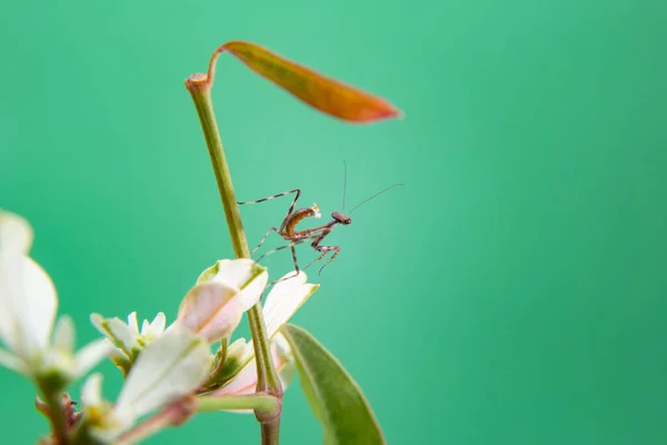 배경을 식물에 사마귀 — 스톡 사진