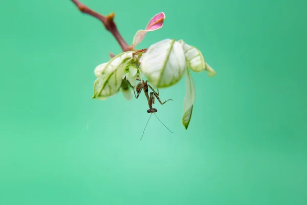 Une Petite Mante Priante Sur Une Plante Fond Vert Clair — Photo