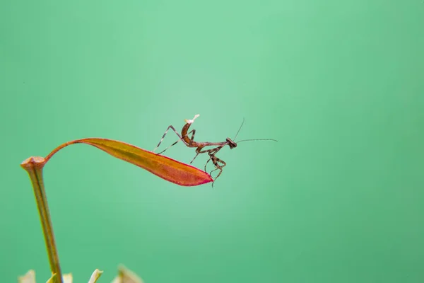 Une Petite Mante Priante Sur Une Plante Fond Vert Clair — Photo