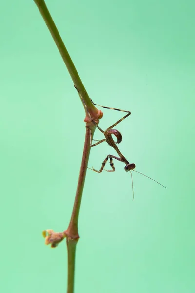 Une Petite Mante Priante Sur Une Plante Fond Vert Clair — Photo