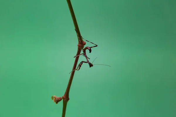 Una Pequeña Mantis Religiosa Una Planta Con Fondo Verde Claro — Foto de Stock