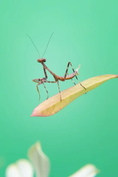 Eine Kleine Gottesanbeterin Auf Einer Pflanze Mit Hellgrünem Hintergrund — Stockfoto