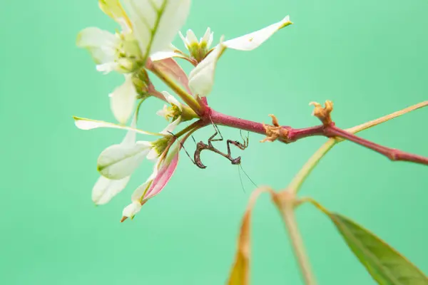 Une Petite Mante Priante Sur Une Plante Fond Vert Clair — Photo