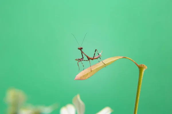 Eine Kleine Gottesanbeterin Auf Einer Pflanze Mit Hellgrünem Hintergrund — Stockfoto