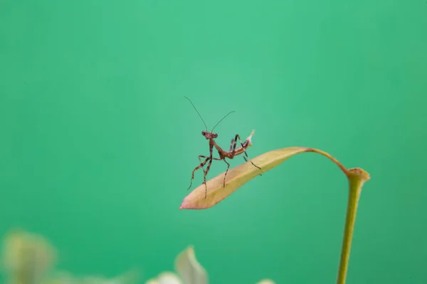 Een Kleine Bidsprinkhaan Een Plant Met Een Lichtgroene Achtergrond — Stockfoto