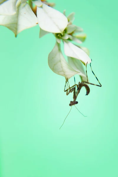 Una Pequeña Mantis Religiosa Una Planta Con Fondo Verde Claro — Foto de Stock