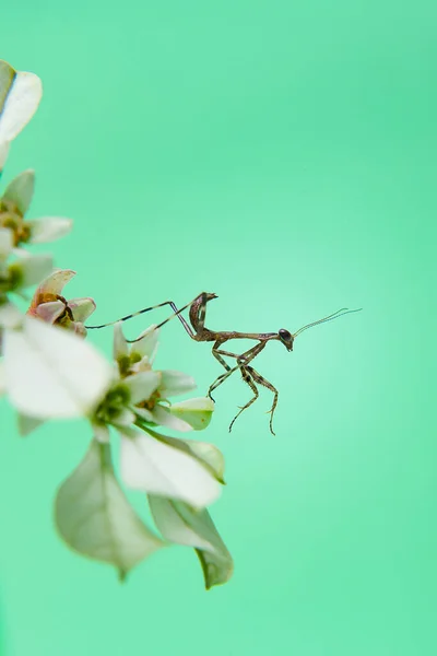 Una Pequeña Mantis Religiosa Una Planta Con Fondo Verde Claro —  Fotos de Stock