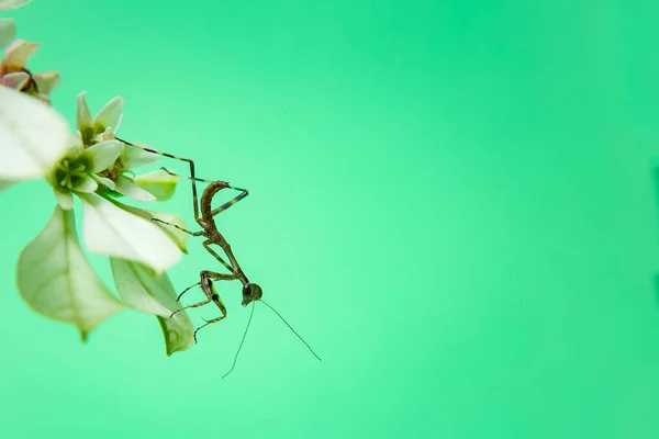 Een Kleine Bidsprinkhaan Een Plant Met Een Lichtgroene Achtergrond — Stockfoto