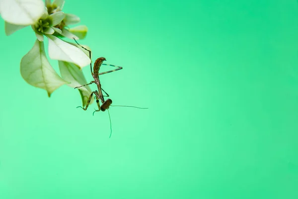 Een Kleine Bidsprinkhaan Een Plant Met Een Lichtgroene Achtergrond — Stockfoto