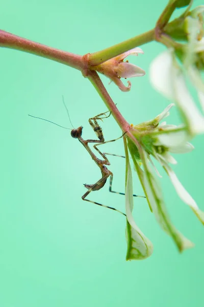 Una Pequeña Mantis Religiosa Una Planta Con Fondo Verde Claro —  Fotos de Stock
