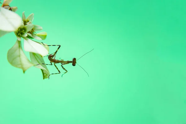Una Pequeña Mantis Religiosa Una Planta Con Fondo Verde Claro — Foto de Stock