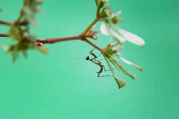一种在浅绿色背景的植物上祈祷的小螳螂 — 图库照片