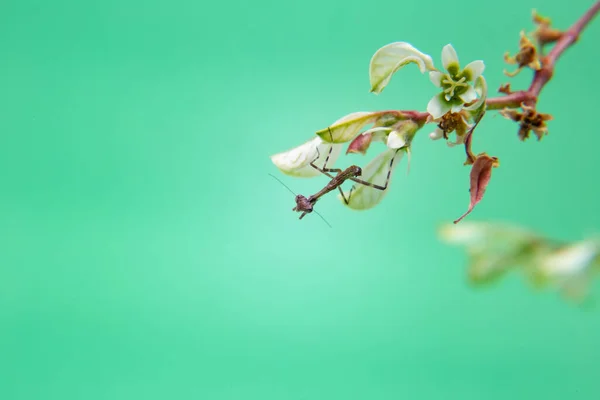 Une Petite Mante Priante Sur Une Plante Fond Vert Clair — Photo