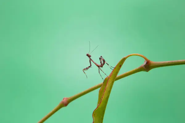 Una Pequeña Mantis Religiosa Una Planta Con Fondo Verde Claro —  Fotos de Stock