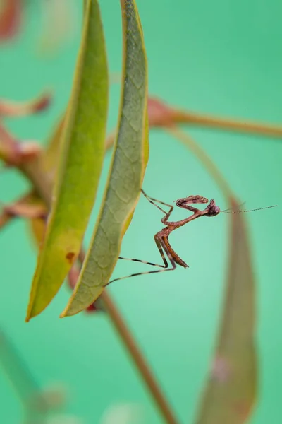 一种在浅绿色背景的植物上祈祷的小螳螂 — 图库照片