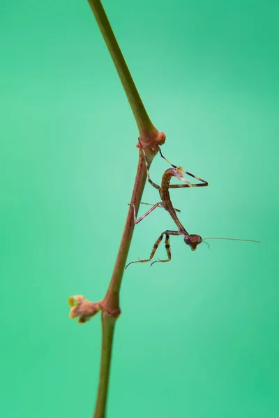 薄緑色の背景を持つ植物上の小さな祈りのカマキリ — ストック写真