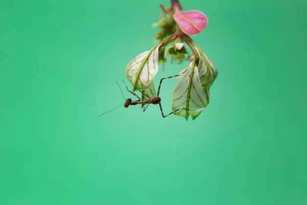 Een Kleine Bidsprinkhaan Een Plant Met Een Lichtgroene Achtergrond — Stockfoto