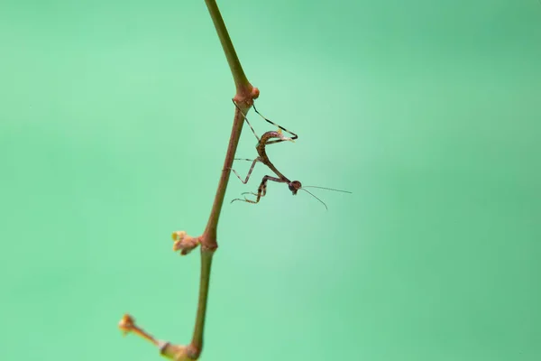 Een Kleine Bidsprinkhaan Een Plant Met Een Lichtgroene Achtergrond — Stockfoto