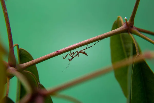 Een Kleine Bidsprinkhaan Een Plant Met Een Lichtgroene Achtergrond — Stockfoto