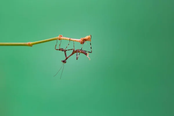 Una Pequeña Mantis Religiosa Una Planta Con Fondo Verde Claro —  Fotos de Stock