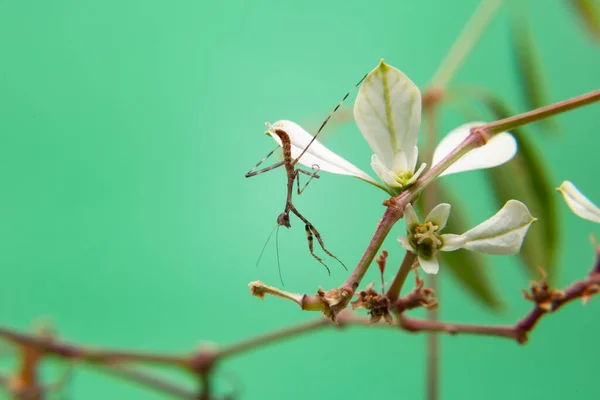 Una Pequeña Mantis Religiosa Una Planta Con Fondo Verde Claro — Foto de Stock