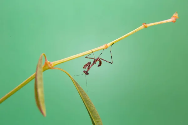 Pequeno Louva Deus Uma Planta Com Fundo Verde Claro — Fotografia de Stock