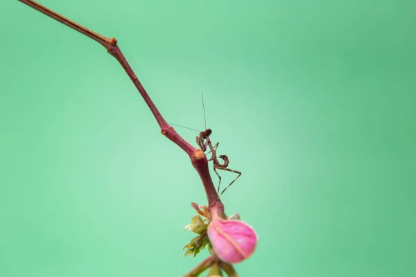 Een Kleine Bidsprinkhaan Een Plant Met Een Lichtgroene Achtergrond — Stockfoto