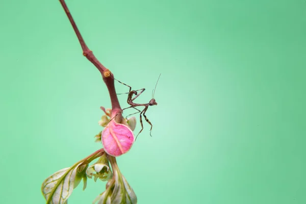 Een Kleine Bidsprinkhaan Een Plant Met Een Lichtgroene Achtergrond — Stockfoto