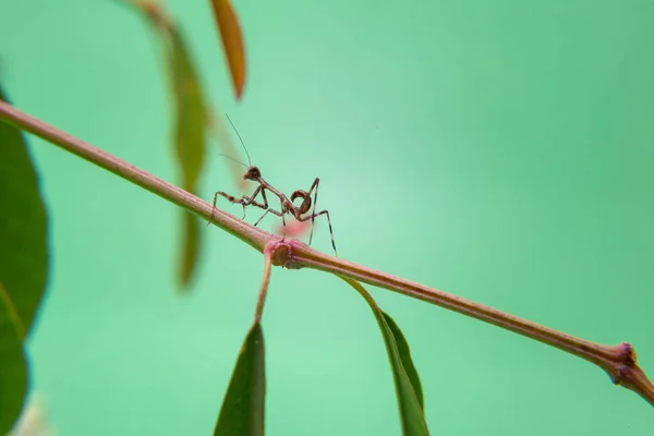 Una Pequeña Mantis Religiosa Una Planta Con Fondo Verde Claro —  Fotos de Stock