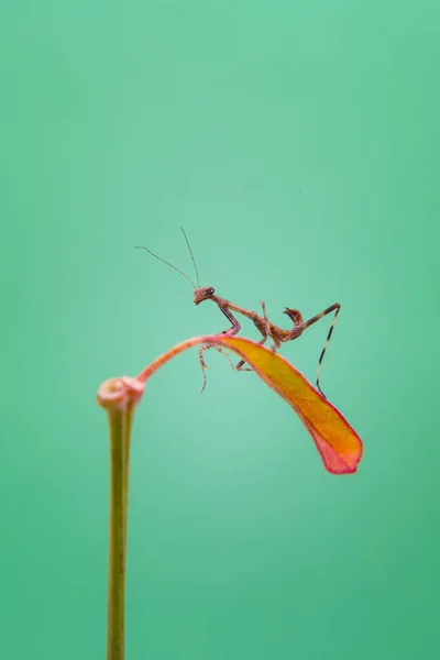 Small Praying Mantis Plant Light Green Background — Stock Photo, Image