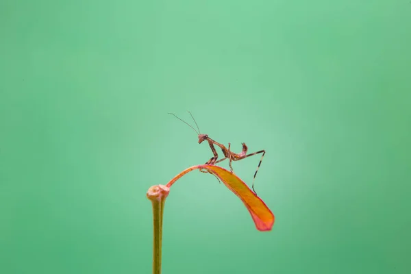 Een Kleine Bidsprinkhaan Een Plant Met Een Lichtgroene Achtergrond — Stockfoto