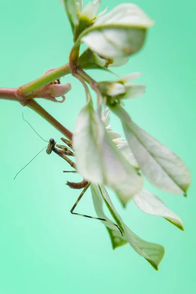 Malá Kudlanka Nábožná Rostlině Světle Zeleným Pozadím — Stock fotografie