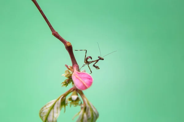 Eine Kleine Gottesanbeterin Auf Einer Pflanze Mit Hellgrünem Hintergrund — Stockfoto