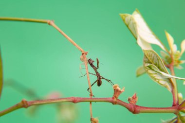 Bitkinin üzerindeki bir örümcek, açık yeşil arkaplan ile peygamberdevesini yiyor..
