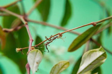 Bitkinin üzerindeki bir örümcek, açık yeşil arkaplan ile peygamberdevesini yiyor..