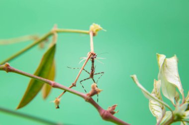 Bitkinin üzerindeki bir örümcek, açık yeşil arkaplan ile peygamberdevesini yiyor..