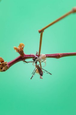 Bitkinin üzerindeki bir örümcek, açık yeşil arkaplan ile peygamberdevesini yiyor..
