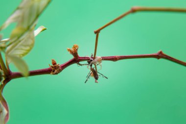 Bitkinin üzerindeki bir örümcek, açık yeşil arkaplan ile peygamberdevesini yiyor..
