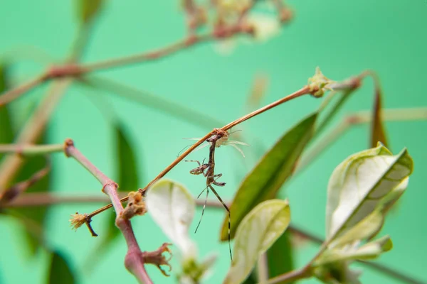 Une Araignée Sur Une Plante Mangeant Une Mante Priante Avec — Photo