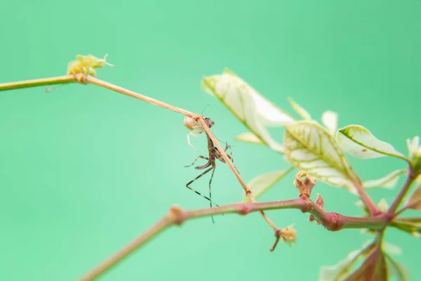 Una Araña Una Planta Comiendo Una Mantis Religiosa Con Fondo —  Fotos de Stock