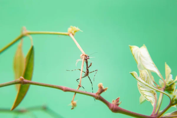 Pavouk Rostlině Pojídající Kudlanku Nábožnou Světle Zeleným Pozadím — Stock fotografie