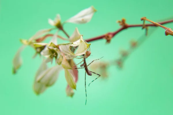 Pavouk Rostlině Pojídající Kudlanku Nábožnou Světle Zeleným Pozadím — Stock fotografie