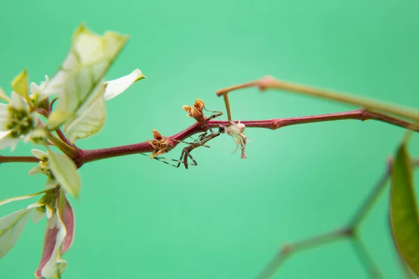 Bitkinin Üzerindeki Bir Örümcek Açık Yeşil Arkaplan Ile Peygamberdevesini Yiyor — Stok fotoğraf