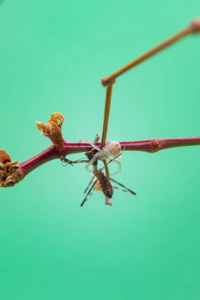 Une Araignée Sur Une Plante Mangeant Une Mante Priante Avec — Photo